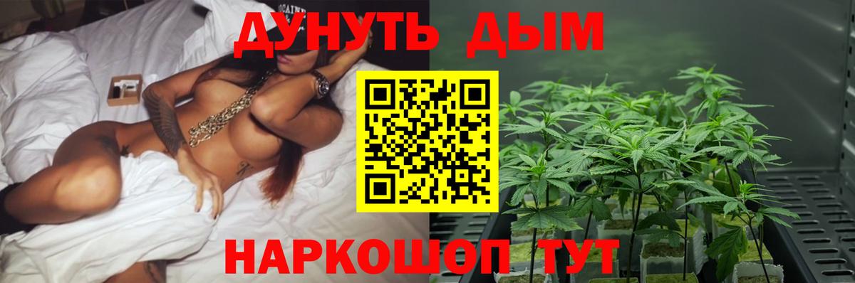 Бошки Шишки план  Каннабис гибрид  Бошки Шишки планчик  Семёнов  Вход с VPN 